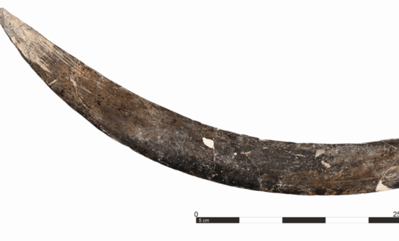 A mammoth tusk boomerang from Poland is 40,000 years old A mammoth tusk boomerang from Poland is 40,000 years old