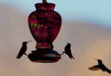 A Wildlife Expert Reveals the Best Placement for Your Bird Feeder