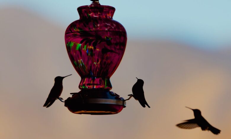 A Wildlife Expert Reveals the Best Placement for Your Bird Feeder